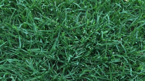 Kinds Of Bermuda Grass