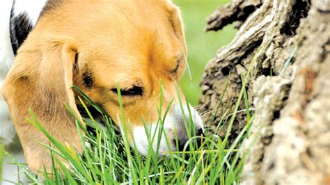 This problem can be exacerbated if your dog is left alone for long if your dog is eating grass, there is a possibility that they are suffering from an untreated roundworm infection. Why Do Dogs Eat Grass? | Daily News