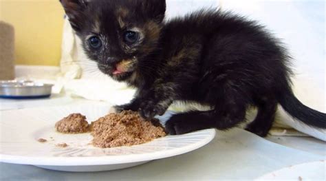 More calories, protein, and fat. Best Wet Kitten Food Brands | All You Wanted To Know - A ...