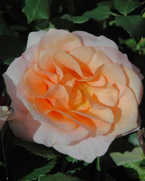 Peach Rose Three Natures Looking Glass