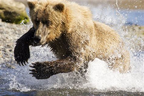 Grizzly Bear Status In Yellowstone Argued Before 9th Circuit Court Of