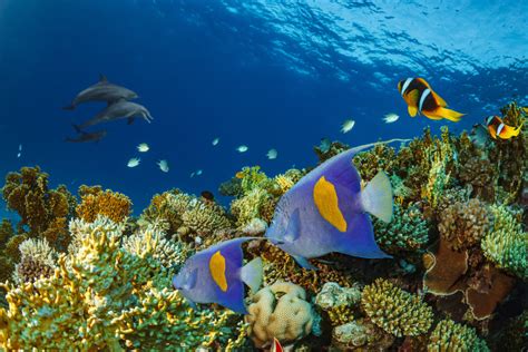 Underwater Paradise The Most Beautiful Coral Reefs Around The World