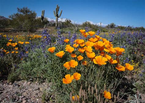 Arizona Wildflowers Best Places To See Wildflowers In Arizona