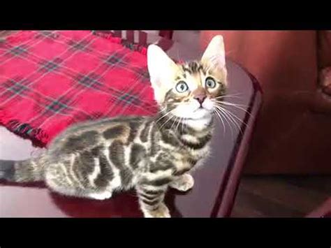 Find bengal kittens for sale on pets4you.com. Bengal kittens for sale! New York, N.Y. www.lavieange.com ...