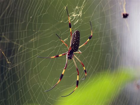 Spiders In Bali 7 Common Species To Watch Out For