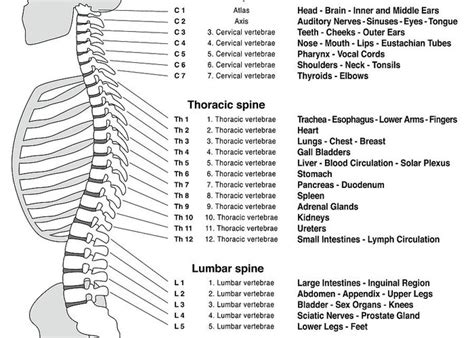 Gallery Of Spine Column Reflexology Chart Vertebral Column With Names