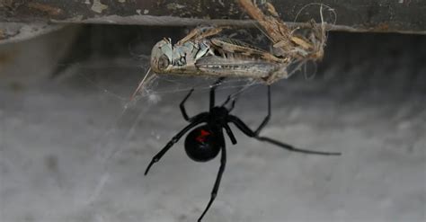 Male And Female Black Widow Spiders Whats The Difference