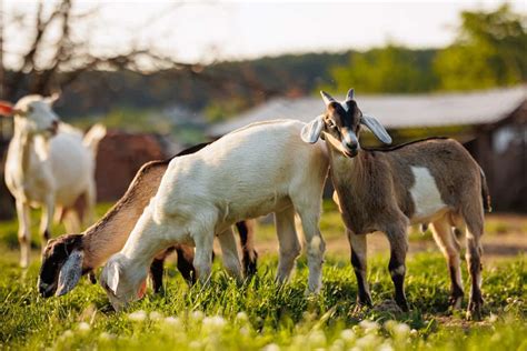 Goat Farming In The Philippines A Comprehensive Guide For Beginners