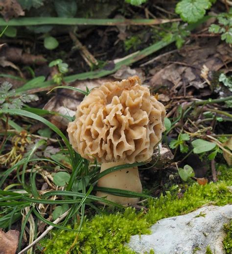 Paseos Por La Naturaleza Morchella Esculenta Colmenilla