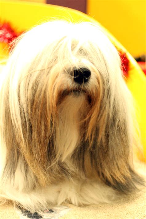 Westminster Dog Show Tibetan Terrier | The hardy Tibetan Ter… | Flickr