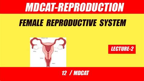 Mdcat Reproduction Lecture 2 Female Reproductive System And Cycle
