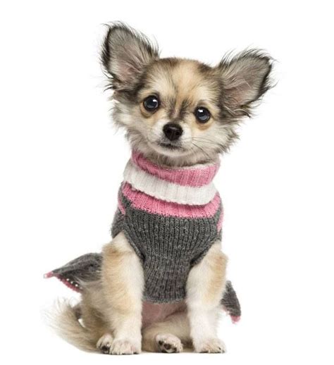 Sassy Chihuahua Looking For Some Fun Chihuahua Pictures Pinterest