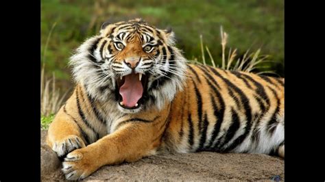 It is present in chapter 4 of leon's story. Tigre vs León ¿Quien Gana? - YouTube