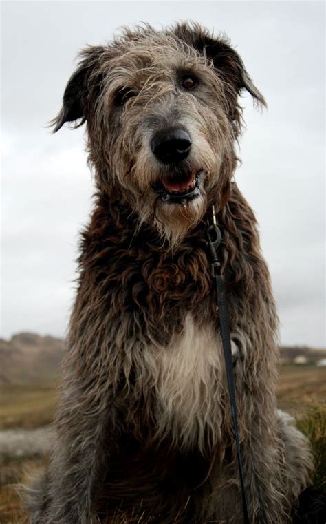 333 Best Irish Wolfhounds Images On Pinterest Irish