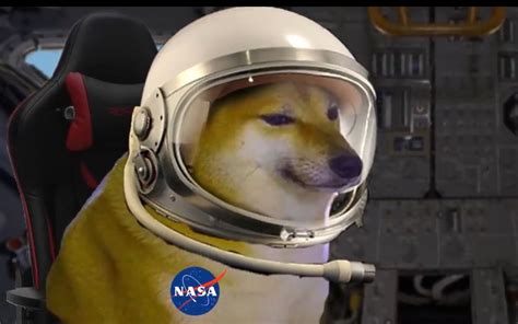 Cheems狗要当宇航员 （cheems Dog Goes To The Moon）哔哩哔哩 ゜ ゜つロ 干杯~ Bilibili