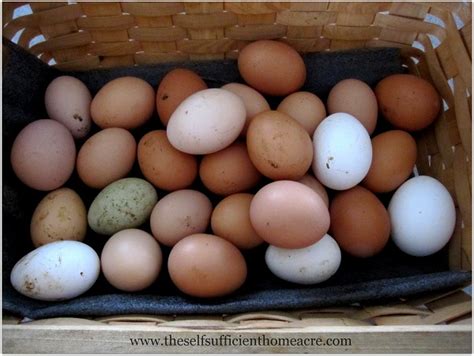 So if your birds are doing what they naturally do, which is pecking the ground, foraging for food, eating lots of leafy greens, and getting natural proteins from bugs, then you. What to do With Extra Eggs? - The Self Sufficient HomeAcre