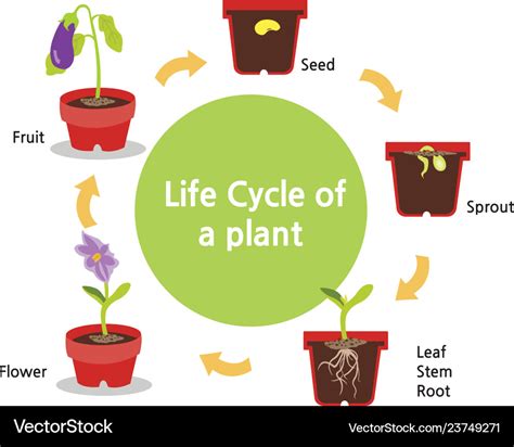 Life Cycle A Plant Royalty Free Vector Image Vectorstock