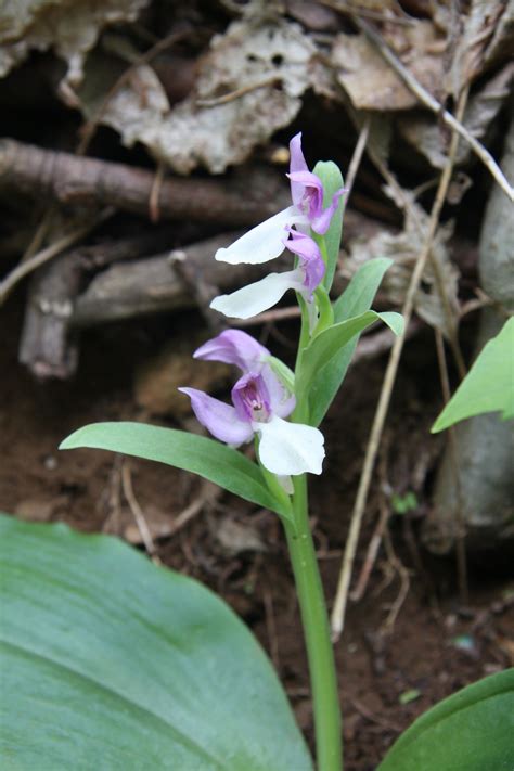 Showy Orchis Orchis Spectabilis Wild Orchid Orchids Plants