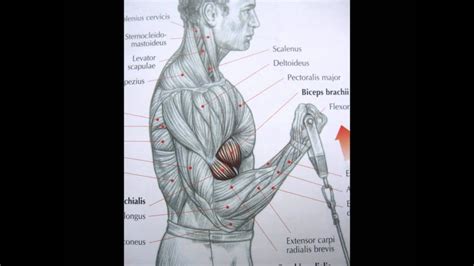 Biceps tendon tear and injury shoulder specialist south windsor. Bodybuilding: Biceps exercise and anatomy - YouTube