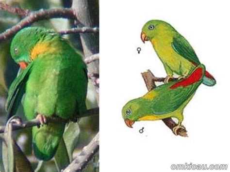 Beda lovebird jantan dan betina (cherewed.com). Serindit jawa, burung endemik yang kian tersingkir | OM KICAU