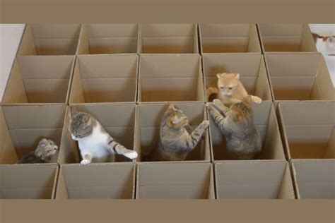 Watch Kittens Playing In A Cardboard Maze Is The Cutest Thing Youll