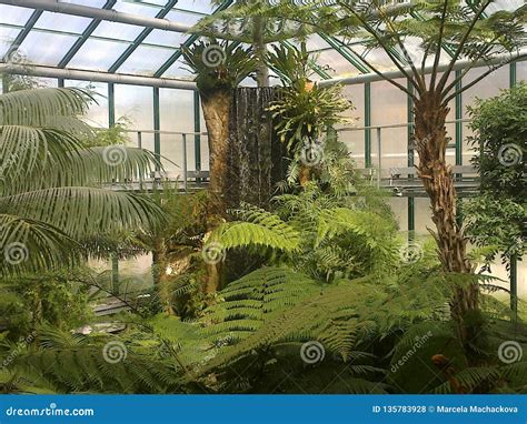 Tropical Rainforest Stock Photo Image Of Greenhouse 135783928
