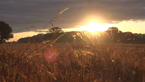 4k Hd Early Morning Sunrise Landscape Sun Light Over Corn Field