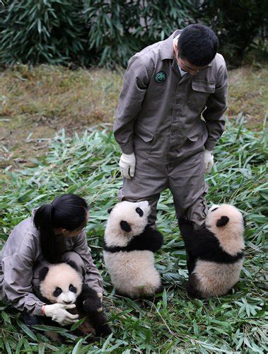 Reintegrating ‘spoiled Giant Pandas Into Natural Habitat