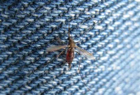 Can Mosquitoes Bite Through Leggings