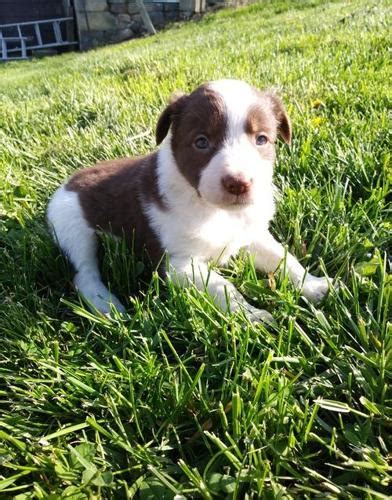 Open 7 days a week. Border Collie Puppy for Sale - Adoption, Rescue for Sale in Alliance, Ohio Classified ...