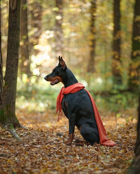 14 Informative And Interesting Facts About Doberman Pinschers Pet Reader