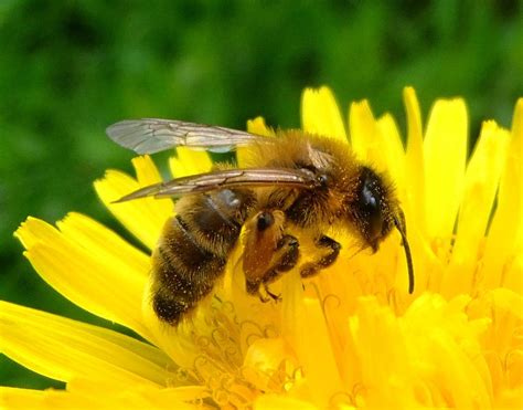 The 10 Most Common Bees Ranked By Cuteness