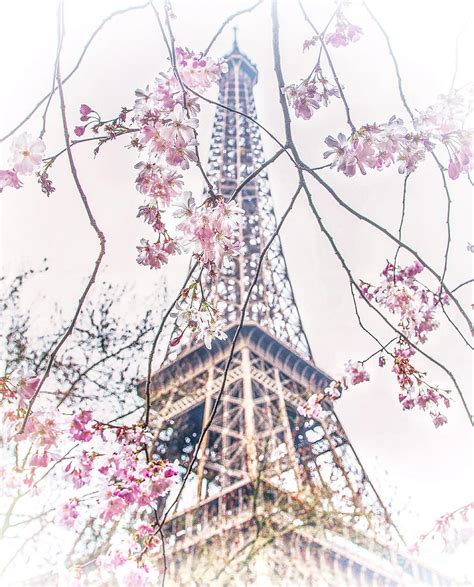 Cherry Blossom Eiffel Tower Print Photograph By Rose Palmisano Fine