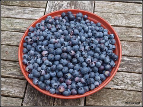 Marks Veg Plot Picking Blueberries