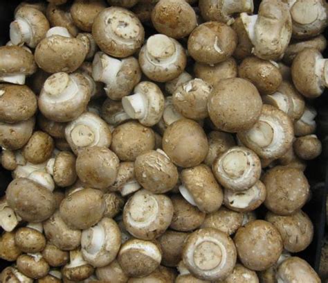 Mushrooms Crimini Vegetables Fresh Food Database