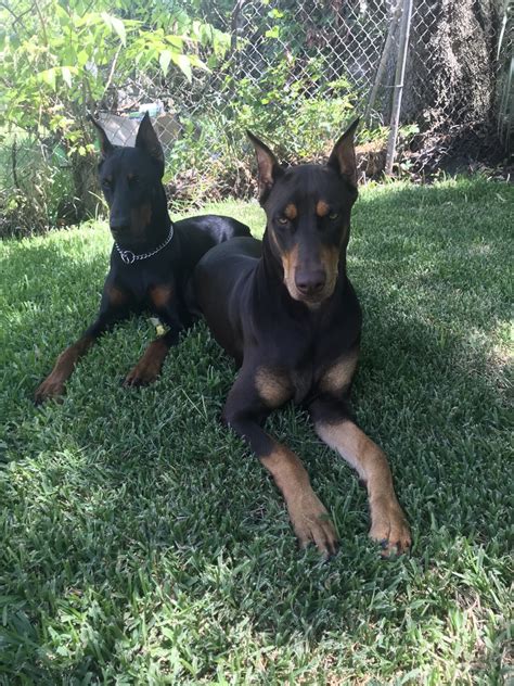 Advice from breed experts to make a safe choice. Doberman Pinscher Puppies For Sale | Jacksonville, FL #320305