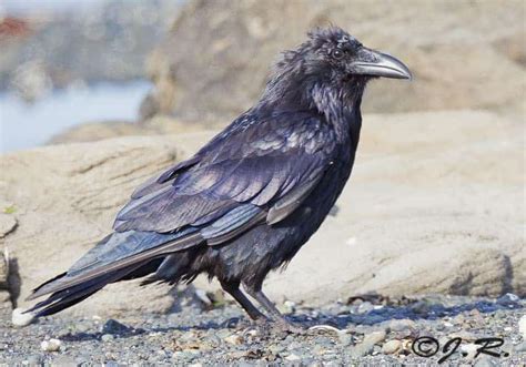 common raven corvus corax focusing on wildlife