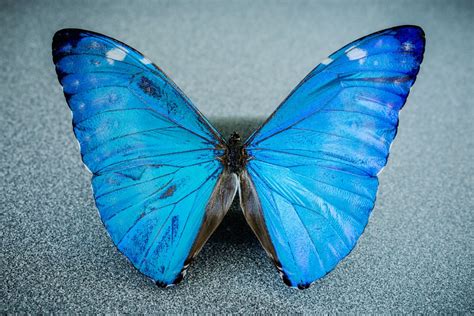 bộ sưu tập hình Ảnh con bướm cực Đẹp với hơn 999 hình Ảnh chất lượng cao Độ phân giải 4k