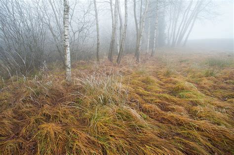 Foggy Moor Landscape With Birch Trees By Olaf Broders
