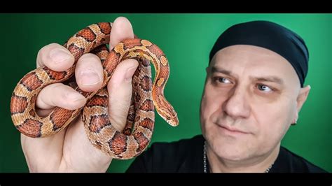 Wąż zbożowy (pantherophis guttatus) do nie dawna (elaphe guttata). WĘŻE DLA POCZĄTKUJĄCYCH - zbożowy , mahoniowy... - YouTube