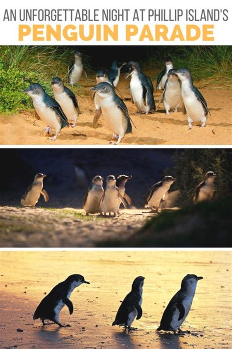 An Unforgettable Night At The Phillip Island Penguin Parade