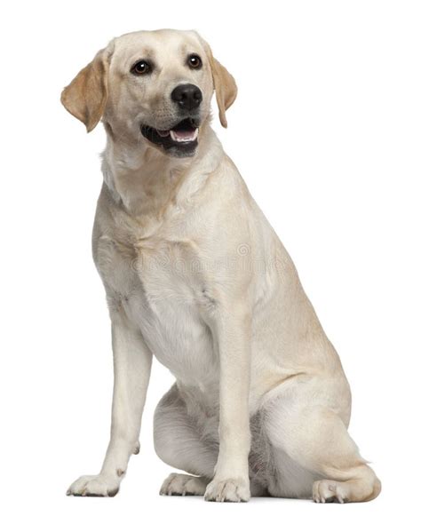 Labrador 1 Year Old Sitting In Front Of White Stock Photo Image Of