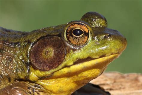 Green Frog Rana Clamitans Stock Photo Image Of Frog Water 69630102