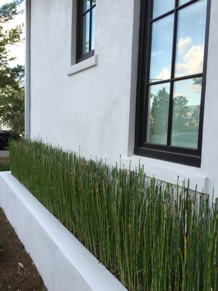 Horsetail Grass Planters Modern Landscaping Front Garden Design