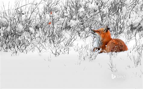 Free Download Hd Wallpaper Snow Fox Bing Wallpaper Red Fox Animal