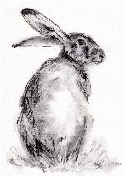 Original A4 Charcoal Drawing Of A Hare By By Belindaelliottart