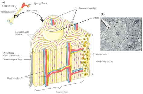 Select from premium human bone cross section images of the highest quality. Structure of compact bone. (a) Cross-sectional view of compact bone... | Download Scientific Diagram