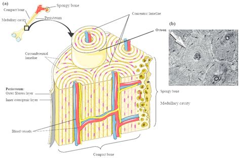 Red marrow fills the spaces in the spongy bone. Structure of compact bone. (a) Cross-sectional view of ...