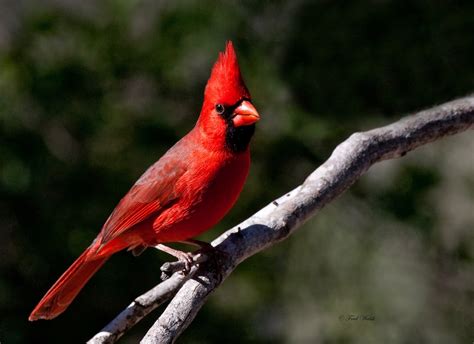 Fred Walsh Photos Northern Cardinal Male