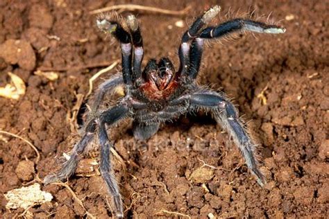 Camel spider vs a fat tail scorpion(man killer) in iraq. Mark O'Shea - The Official Website
